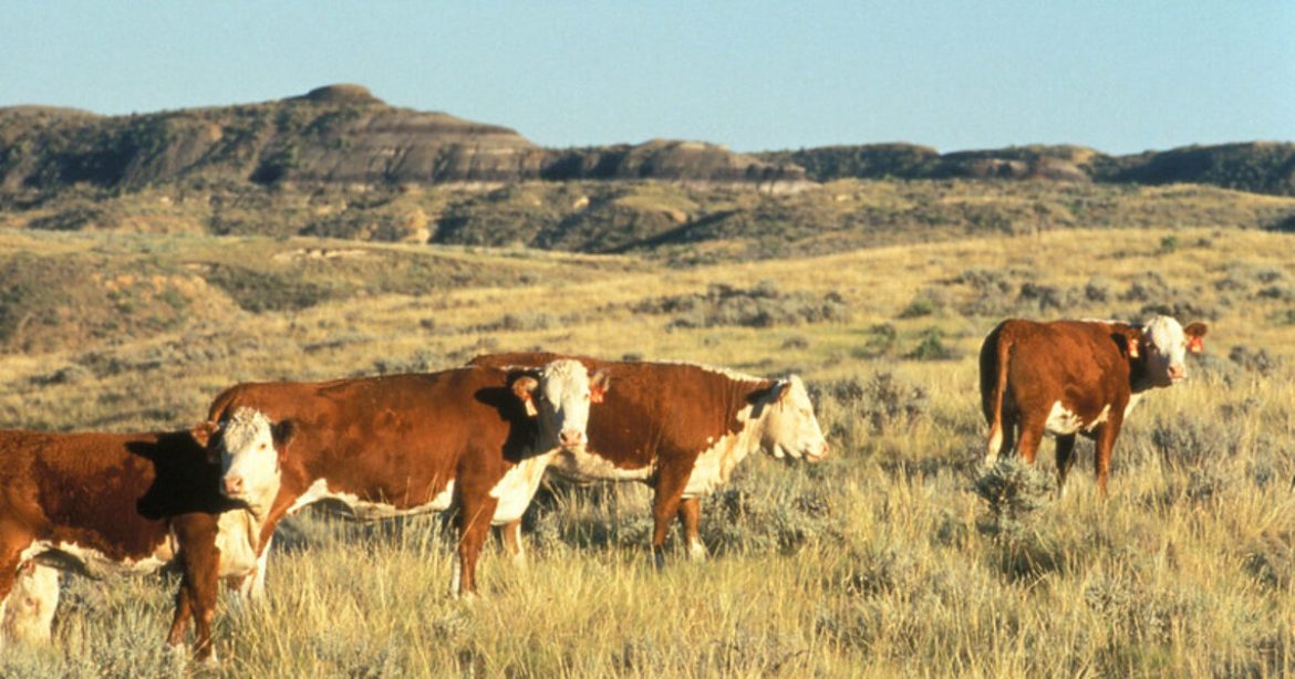 America’s Beef Shortage: How the Mexico Cattle Crisis Threatens Your Dinner Table