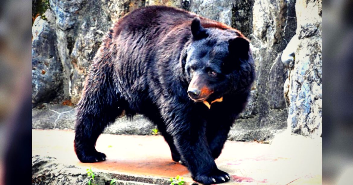 Japanese Army Called To Tackle Out-of-Control Bear Population Responsible for 73 Attacks in One Month (VIDEOS)